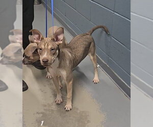 American Staffordshire Terrier-Siberian Husky Mix Dogs for adoption in Tallahassee, FL, USA
