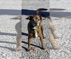 Puggle Dogs for adoption in Rustburg, VA, USA
