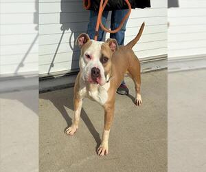 Mutt Dogs for adoption in Louisville, KY, USA