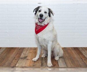 Great Pyrenees Dogs for adoption in Belleville, IL, USA