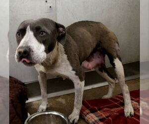 American Pit Bull Terrier Dogs for adoption in San Bernardino, CA, USA
