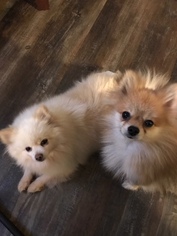 Pomeranian Dogs for adoption in Doylestown, PA, USA