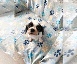 Shih Tzu Dogs for adoption in Glen Haven, WI, USA