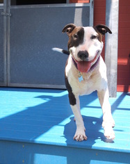 Bull Terrier Dogs for adoption in Richmond, CA, USA