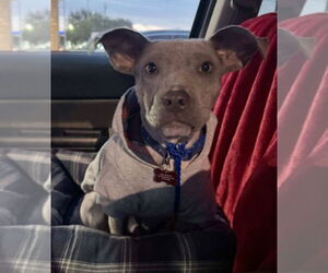 Mutt Dogs for adoption in Lakewood, CO, USA