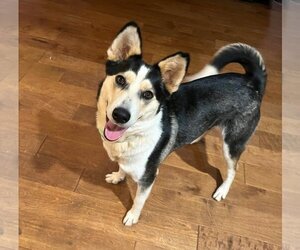 Mutt Dogs for adoption in Shelburne, VT, USA