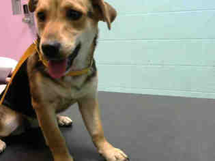 Beagle Dogs for adoption in Lufkin, TX, USA