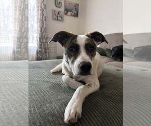 Mutt Dogs for adoption in Sheboygan, WI, USA