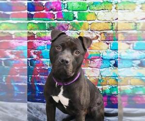 American Staffordshire Terrier Dogs for adoption in Gloversville, NY, USA