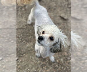 Poodle (Miniature) Dogs for adoption in Oak Bluffs, MA, USA
