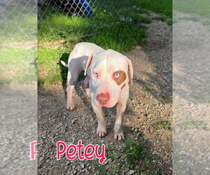 Mutt Dogs for adoption in Port Clinton, OH, USA