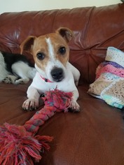 Jack Russell Terrier Dogs for adoption in Belleuve, NE, USA