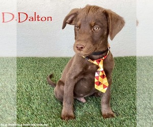 Chocolate Labrador retriever-Unknown Mix Dogs for adoption in San Diego, CA, USA