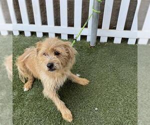 Norfolk Terrier-Unknown Mix Dogs for adoption in Modesto, CA, USA