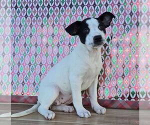 Borador Dogs for adoption in Lakewood, CO, USA