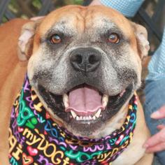 Bulldog-Unknown Mix Dogs for adoption in Garfield Heights, OH, USA