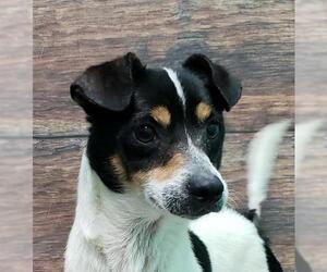 Jack-Rat Terrier Dogs for adoption in Wetumpka, AL, USA