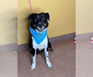 Mutt Dogs for adoption in Ogden, UT, USA