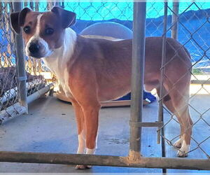 Parson Russell Terrier-Unknown Mix Dogs for adoption in Ventura, CA, USA