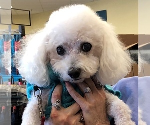 Bichon Frise Dogs for adoption in North Richland Hills, TX, USA