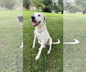 Labmatian Dogs for adoption in Crystal, MN, USA