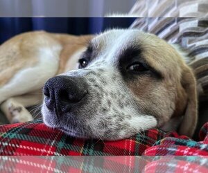 Anatolian Shepherd-Great Pyrenees Mix Dogs for adoption in Mount Airy, NC, USA