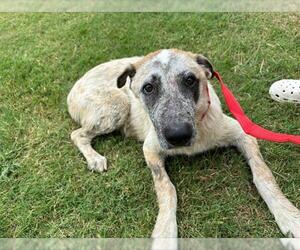 Mutt Dogs for adoption in Grand Prairie, TX, USA