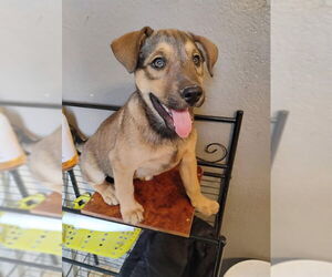 German Shepherd Dog-Unknown Mix Dogs for adoption in San Bernardino, CA, USA