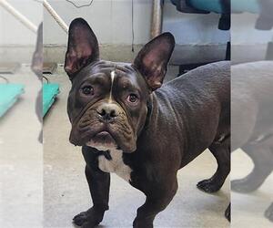 French Bulldog Dogs for adoption in Camarillo, CA, USA