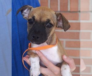 Chihuahua-Unknown Mix Dogs for adoption in Carrollton, TX, USA