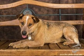 Medium Photo #1 Mutt Puppy For Sale in Spanish Fork, UT, USA
