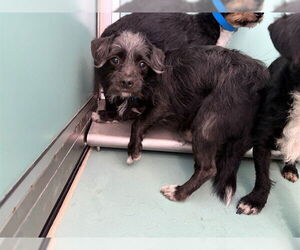 Mutt Dogs for adoption in Moreno Valley, CA, USA