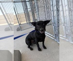 Chihuahua Dogs for adoption in Bakersfield, CA, USA