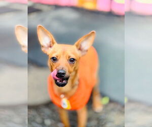 Chihuahua Dogs for adoption in Junction Cityu, OR, USA