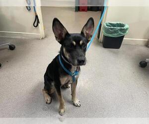 German Shepherd Dog-Unknown Mix Dogs for adoption in Pasadena, CA, USA