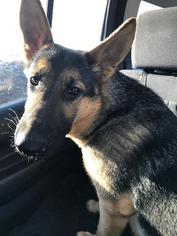 German Shepherd Dog Dogs for adoption in Lancaster, PA, USA