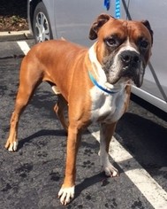 Boxer Dogs for adoption in Fremont, CA, USA