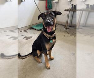 German Shepherd Dog-Unknown Mix Dogs for adoption in Camarillo, CA, USA