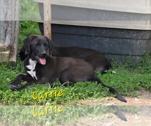 Labrador Retriever-Unknown Mix Dogs for adoption in Rutledge, TN, USA