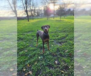 Doberman Pinscher Dogs for adoption in Parlier, CA, USA