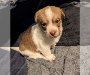 Cairn Terrier-Unknown Mix Dogs for adoption in The Woodlands, TX, USA