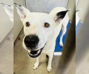 Texas Heeler-Unknown Mix Dogs for adoption in Santa Barbara, CA, USA