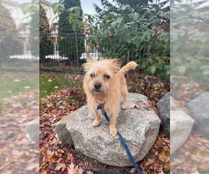 Cairn Terrier-Unknown Mix Dogs for adoption in Plymouth, MN, USA