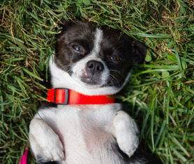 Medium Photo #1 Chihuahua Puppy For Sale in Alpharetta, GA, USA