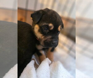 Mutt Dogs for adoption in New London, WI, USA