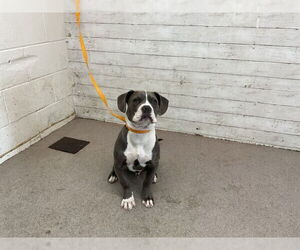 American Pit Bull Terrier-Unknown Mix Dogs for adoption in San Bernardino, CA, USA