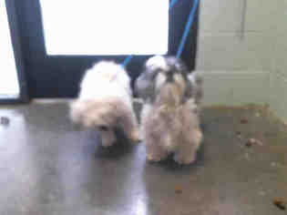 Shih Tzu Dogs for adoption in Tulsa, OK, USA