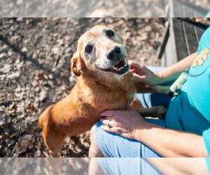Beagi Dogs for adoption in Elmsford, NY, USA
