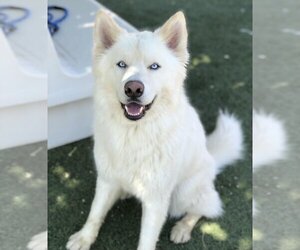 - Mix Dogs for adoption in Santa Clarita, CA, USA