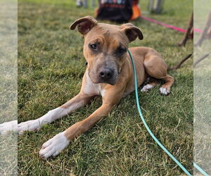 Mutt Dogs for adoption in Fargo, ND, USA